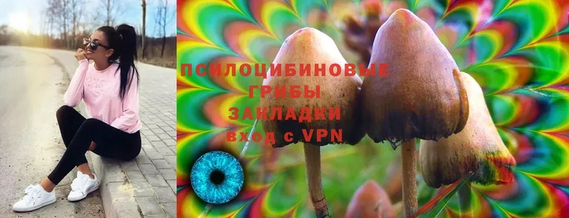 Галлюциногенные грибы Psilocybine cubensis  где можно купить   omg ONION  Нефтекумск 